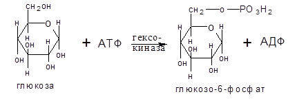 Моносахариды. Отдельные представители - student2.ru