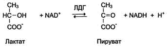 Клиническое значение концентрации БФГ в консервированной крови - student2.ru