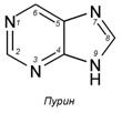 Компоненты нуклеиновых кислот - student2.ru