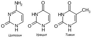 Компоненты нуклеиновых кислот - student2.ru