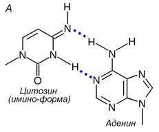 Компоненты нуклеиновых кислот - student2.ru