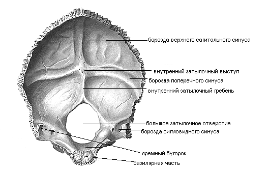 Кости мозгового черепа - student2.ru