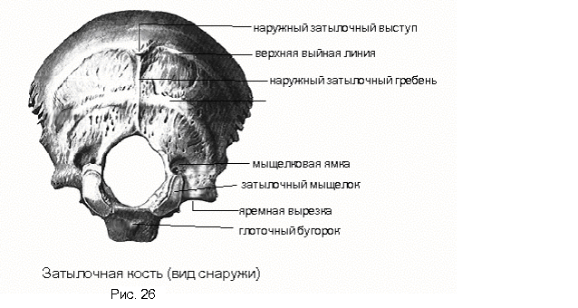 Кости мозгового черепа - student2.ru