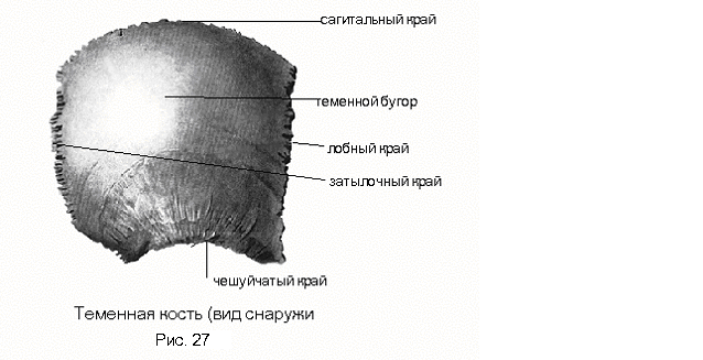 Кости мозгового черепа - student2.ru