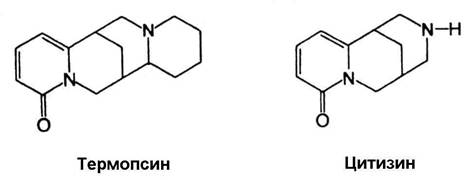 Лекарственное растительное сырье, содержащее алкалоиды группы хинолизидина - student2.ru