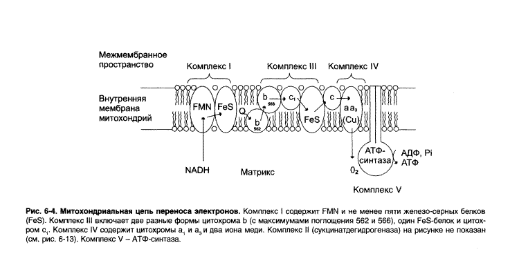 Лекарственные препараты как конкурентные ингибиторы - student2.ru