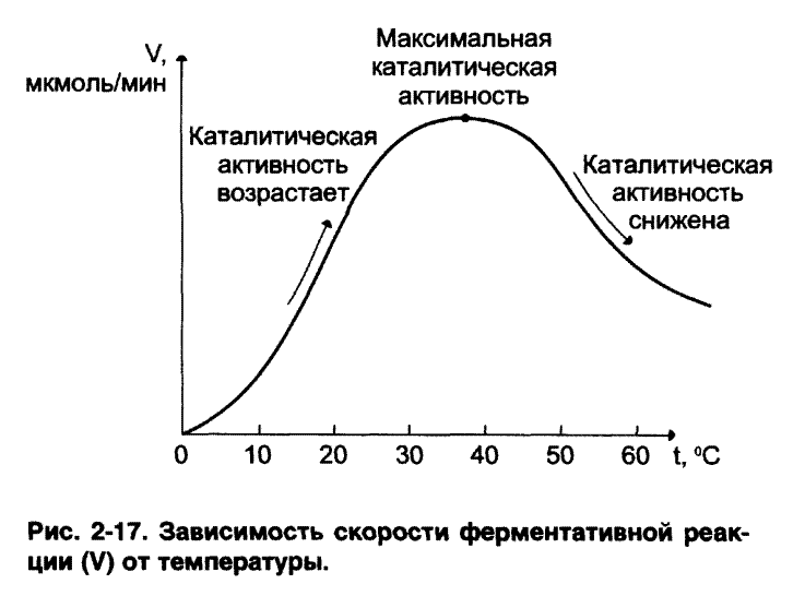 Лекарственные препараты как конкурентные ингибиторы - student2.ru