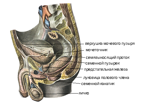 Лекция 18. Мужские половые органы - student2.ru
