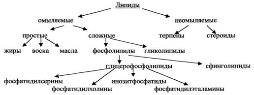Липиды. Строение и классификация липидов - student2.ru