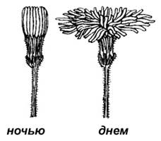 Мах. 2,5 балла] Соотнесите органы моллюска (А–К) с их обозначениями на рисунке (1 – 5) - student2.ru