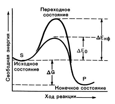Механизм действия ферментов - student2.ru