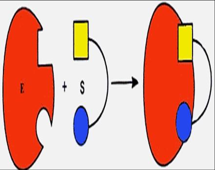 механизм действия ферментов - student2.ru