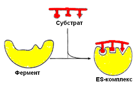 механизм действия ферментов - student2.ru