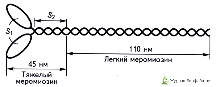 Механизм мышечного сокращения - student2.ru