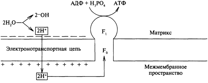 Механизм сопряжения дыхания с фосфорилированием АДФ. Характеристика АТФ – азы. Синтез АТФ - student2.ru