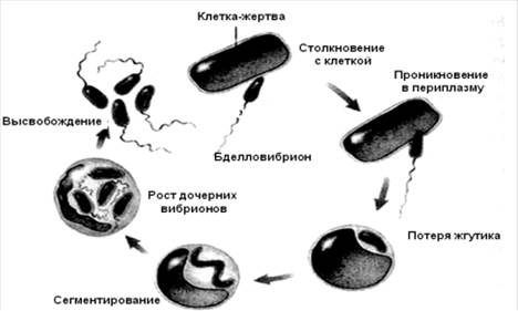 Механизмы противомикробного действия Велтолена - student2.ru