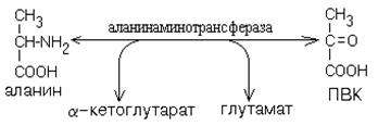 гликолиз. гликогенолиз. гликолитическая оксидоредукция. обращение гликолиза - student2.ru