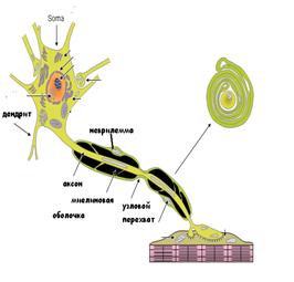 миелиновые нервные волокна - student2.ru