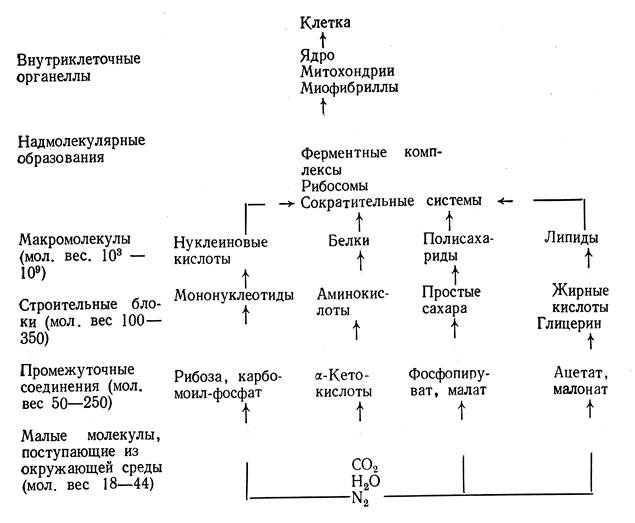 Молекулярная организация клетки - student2.ru