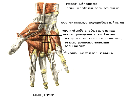 мышцы кисти - student2.ru