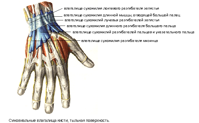 мышцы кисти - student2.ru