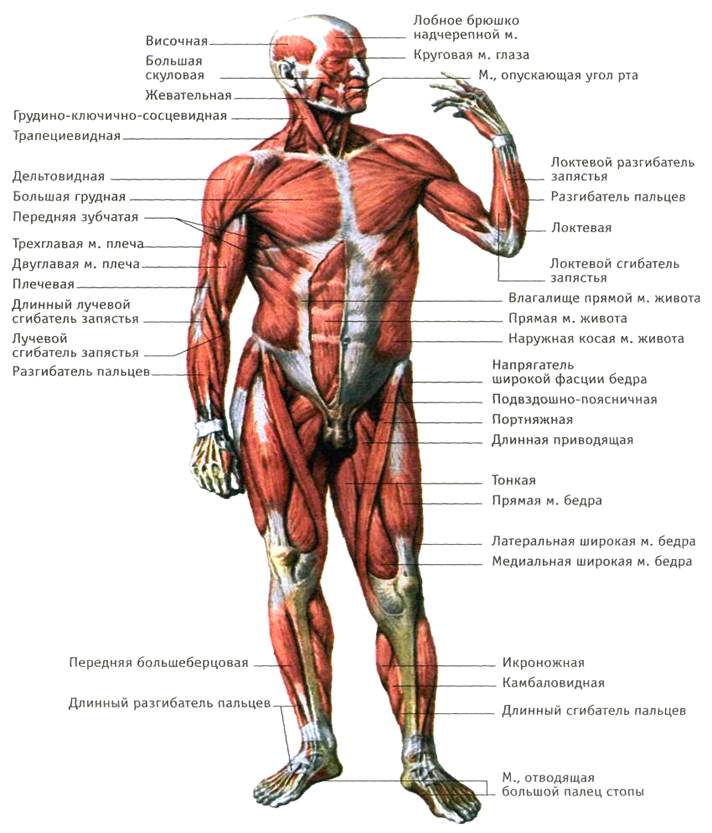 Мышцы свободной нижней конечности - student2.ru