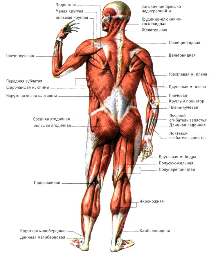 Мышцы свободной нижней конечности - student2.ru