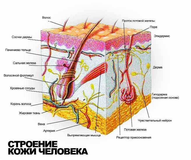 Наша кожа - это поистине чудо - student2.ru