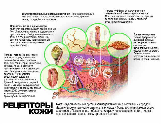 Наша кожа - это поистине чудо - student2.ru