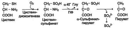 Неокислительное дезамитровате - student2.ru