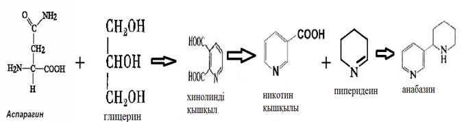Никотин биосинтезіне сараптама беріп, түзілу жағдайларын талда - student2.ru