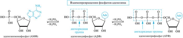 Нуклеотидные коферменты: АТФ–строение, отношение к гидролизу - student2.ru