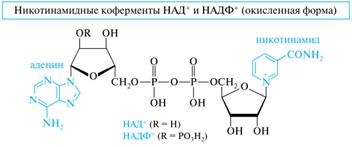 Нуклеотидные коферменты: АТФ–строение, отношение к гидролизу - student2.ru