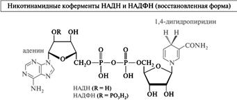 Нуклеотидные коферменты: АТФ–строение, отношение к гидролизу - student2.ru