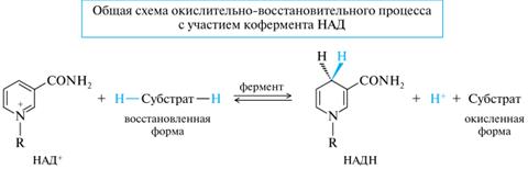 Нуклеотидные коферменты: АТФ–строение, отношение к гидролизу - student2.ru