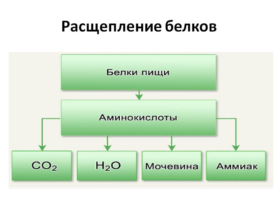 обмен белков - student2.ru