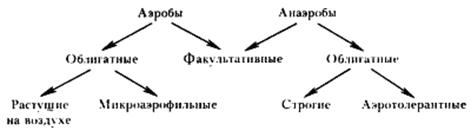 Общая характеристика метаболизма прокариот - student2.ru