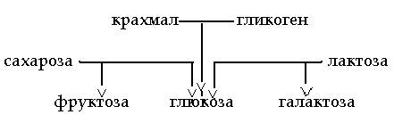 Общие сведения об углеводах - student2.ru