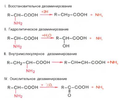 Общие свойства ферментов, механизм действия - student2.ru