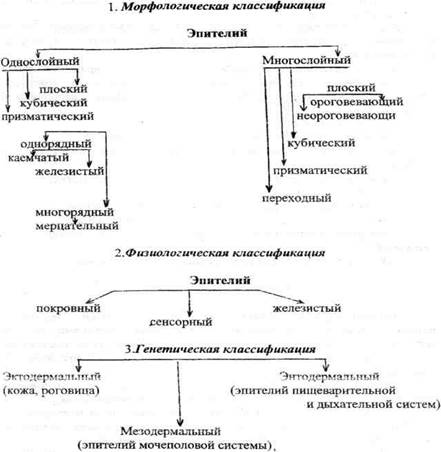 общий обзор организма человека - student2.ru