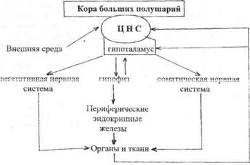 общий обзор организма человека - student2.ru