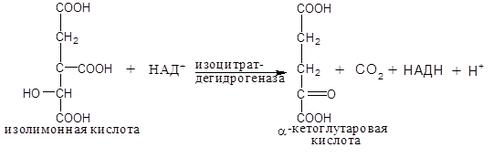 Окислительное декарбоксилирование пировиноградной кислоты (ПВК) - student2.ru