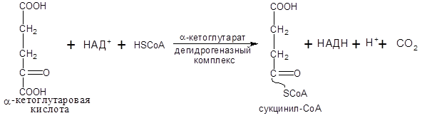 Окислительное декарбоксилирование пировиноградной кислоты (ПВК) - student2.ru