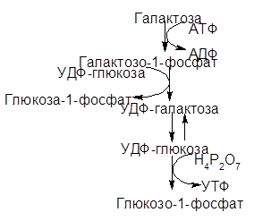 Окислительное декарбоксилирование пировиноградной кислоты (ПВК) - student2.ru