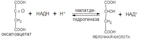 Окислительное декарбоксилирование пировиноградной кислоты (ПВК) - student2.ru