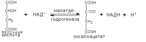 Окислительное декарбоксилирование пировиноградной кислоты (ПВК) - student2.ru