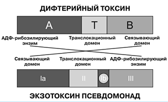 Организация молекул бактериальных токсинов - student2.ru