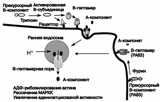 Организация молекул бактериальных токсинов - student2.ru