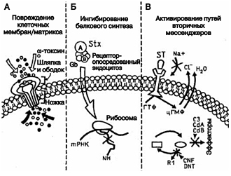 Организация молекул бактериальных токсинов - student2.ru