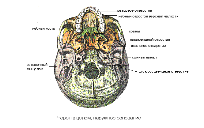 Основание черепа - student2.ru